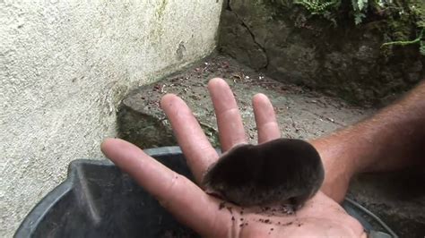 Wild Life Skills #6 - Mole watching - YouTube