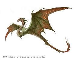 Amphithere | Dragonology Wiki | FANDOM powered by Wikia