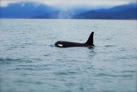 Alaska Wildlife Tours in Kachemak Bay, near Homer, Alaska