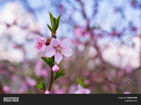 Closeup Peach Blossom Image & Photo (Free Trial) | Bigstock