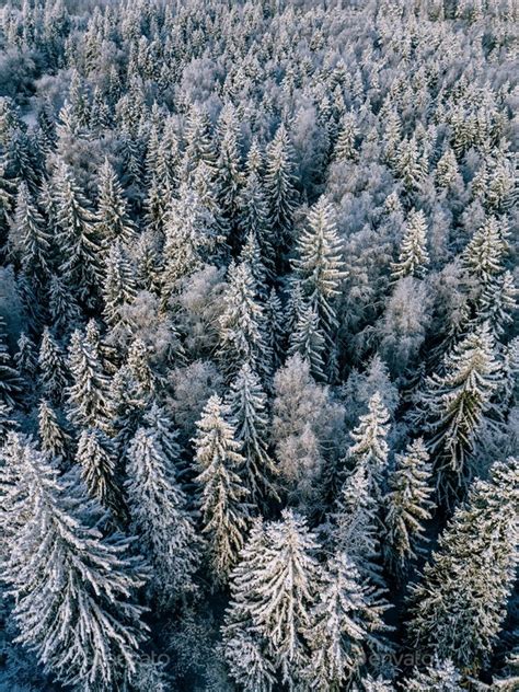 Aerial view of winter forest covered with snow, view from above. Stock Photo by nblxer