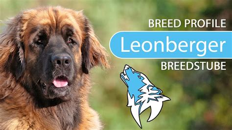 Leonberger Breed [2020] Temperament & Training - YouTube