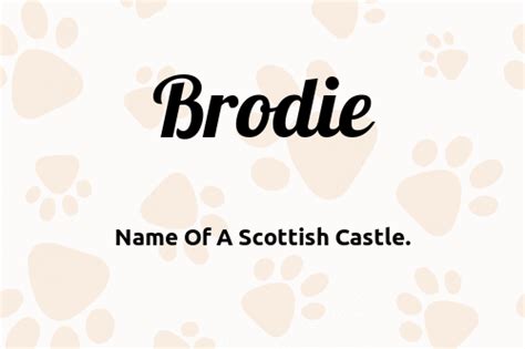 Brodie 🐶 - Dog Name Meaning & Popularity | PupNames.com™