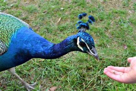 What Do Peacocks Eat? - Jual Ayam Hias