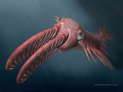 Freaky ‘frankenprawns’: ancient deep sea monsters called radiodonts had ...