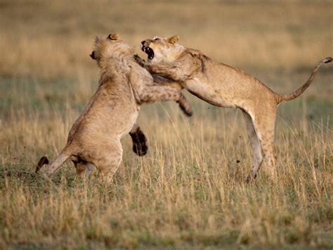 Lions and crocodiles are credited with killing ISIS insurgents fighting in Mozambique, the ...