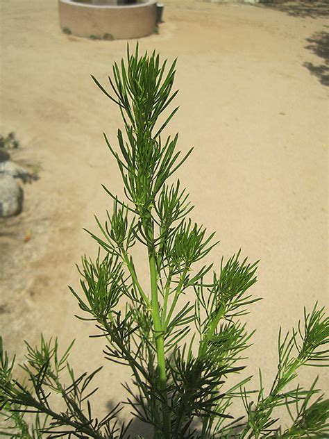 African Scurf Pea (Psoralea pinnata) in Frankfort Chicago St Johns Tinley Joliet Orland Illinois ...