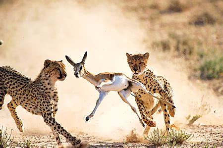 Cheetahs | Fun Animals Wiki, Videos, Pictures, Stories