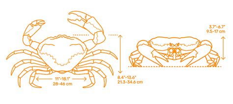 Tasmanian Giant Crab (Pseudocarcinus gigas) Dimensions & Drawings | Dimensions.com