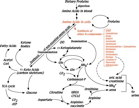 AMINO ACID METABOLISM : INTRODUCTION