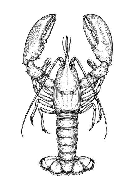 Lobster Clip Art Black And White