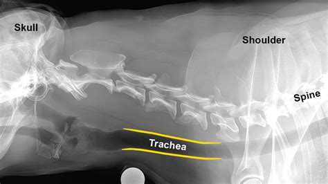 What is Tracheal Collapse? – Gooby