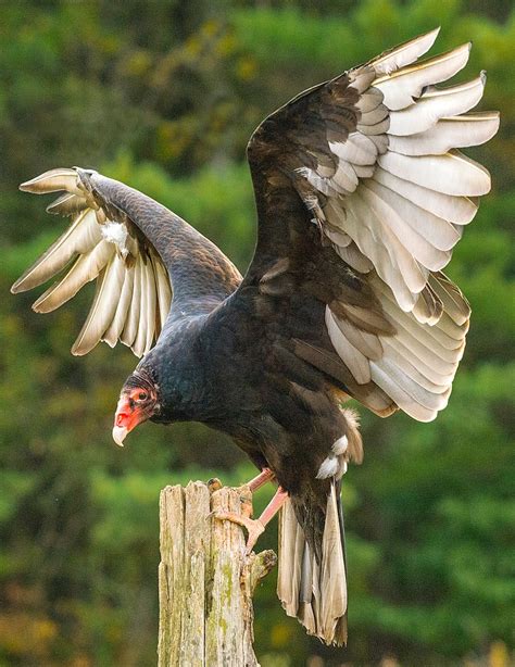 SCORES & OUTDOORS: The proliferation of the turkey vulture in central Maine - The Town Line ...