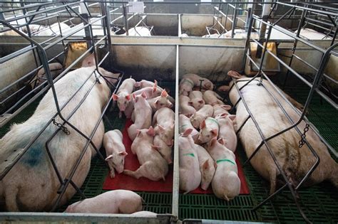 Research Links Industrial Pig Farming and Virus Outbreaks | Earth.Org