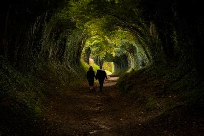 Image of Halnaker Tree Tunnel by Jakub Bors | 1017864