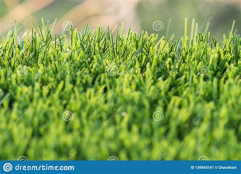 Lawn grass with sunlight stock image. Image of recreation - 130043161