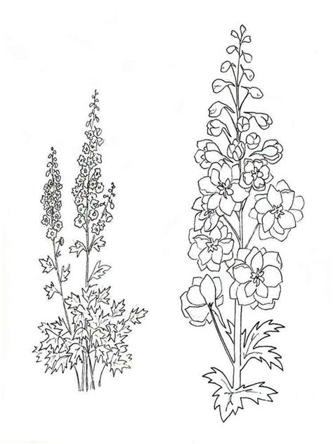 Larkspur coloring pages