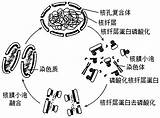 核纤层蛋白形成骨架结构支�于核膜的内侧，下图为细胞 高途 sketch template
