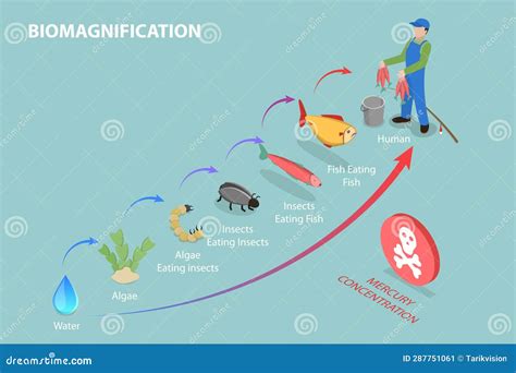 Bioaccumulation Vs Biomagnification Toxic Poisoning Process Outline Diagram Vector Illustration ...