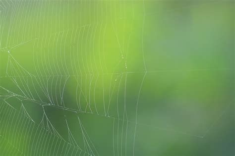 Premium Photo | Spider web with green nature background