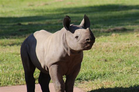 Endangered Black Rhino Calf Makes Debut at Australia Zoo: Video