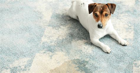 What Carpet Cleaner is Best for Pet Urine? (5 Machines and 5 Cleaning Solutions) – Carpet and ...