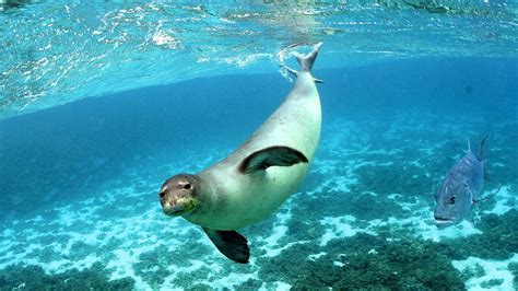 Endangered Marine Life - Danger Choices