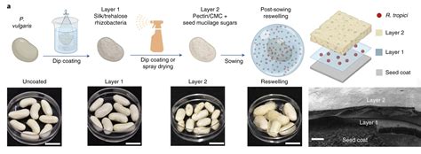 New coating could help seeds survive in drought conditions