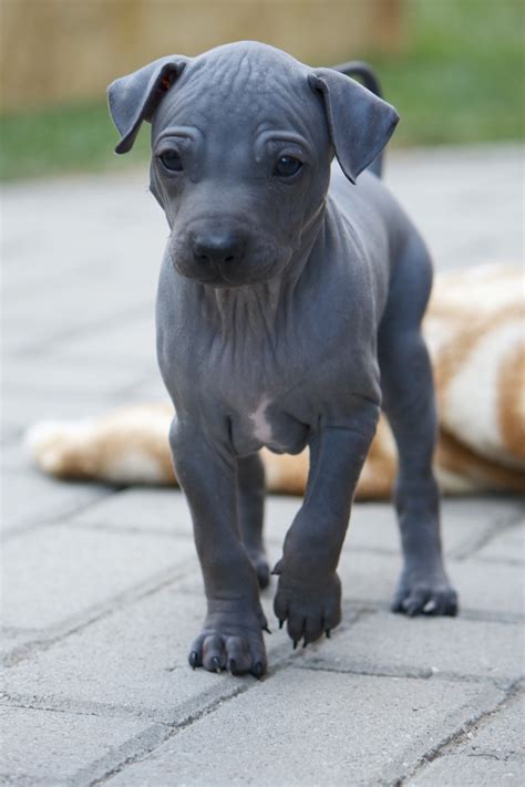 Cute American Hairless Terrier puppy photo and wallpaper. Beautiful Cute American Hairless ...