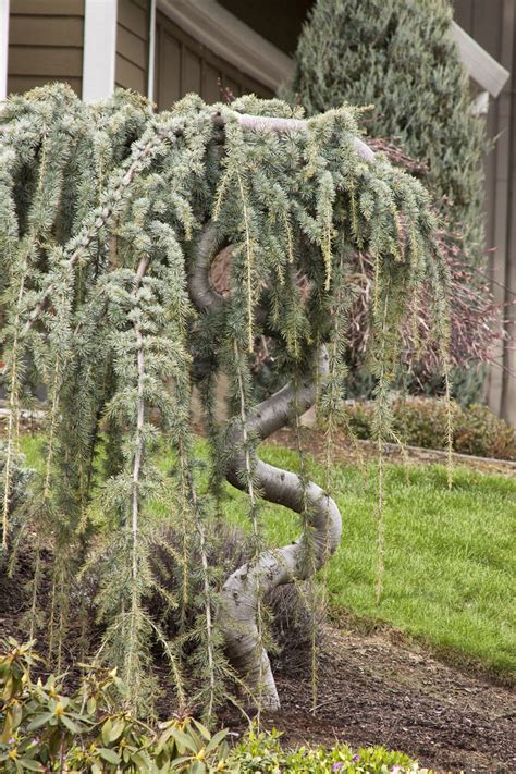 Cedrus atlantica ‘Glauca Pendula’ | Kiefer Nursery: Trees, Shrubs ...