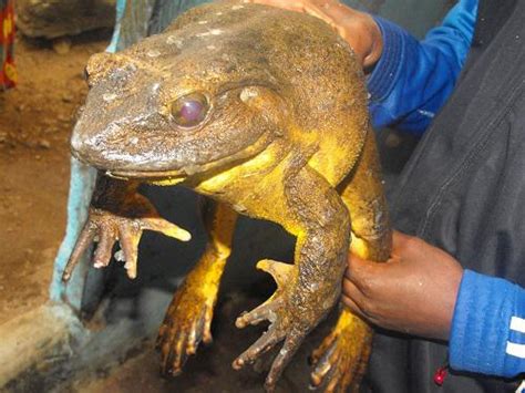 Tasse Taboue Geraud Canis - Saving the Endangered Goliath Frog in ...