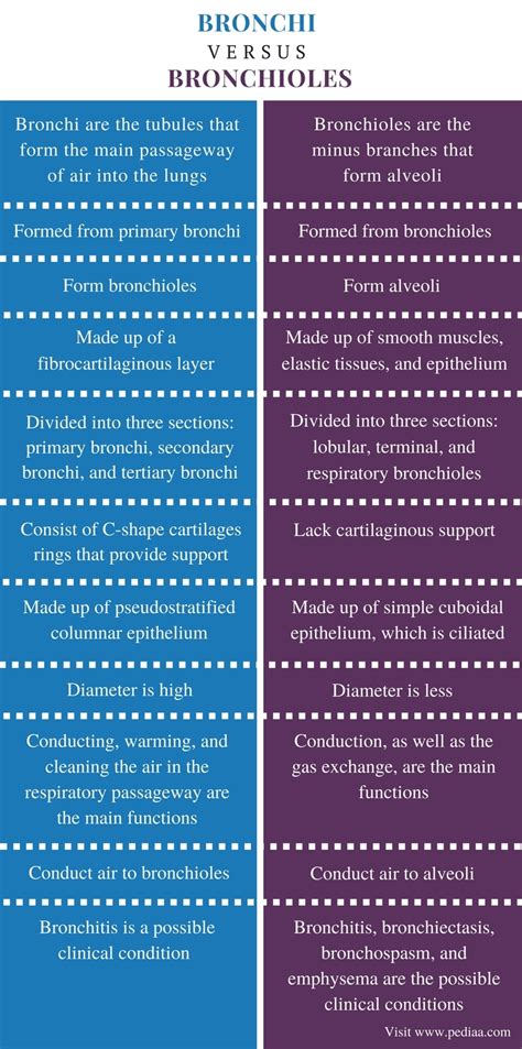 Difference Between Bronchi and Bronchioles | Definition, Structure, Function, Similarities and ...