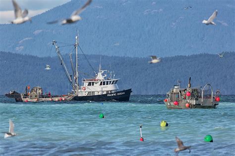 Pacific Ocean Herring Photograph by Randy Hall - Fine Art America