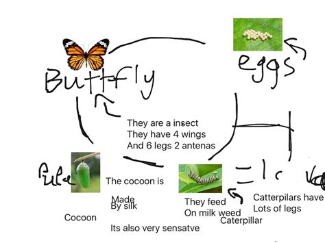 Monarch butterfly | Science | ShowMe