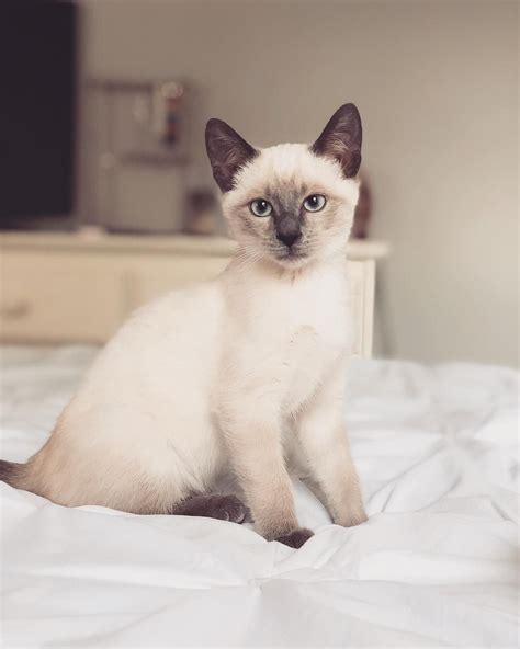 7 Fascinating Facts About Siamese Cats