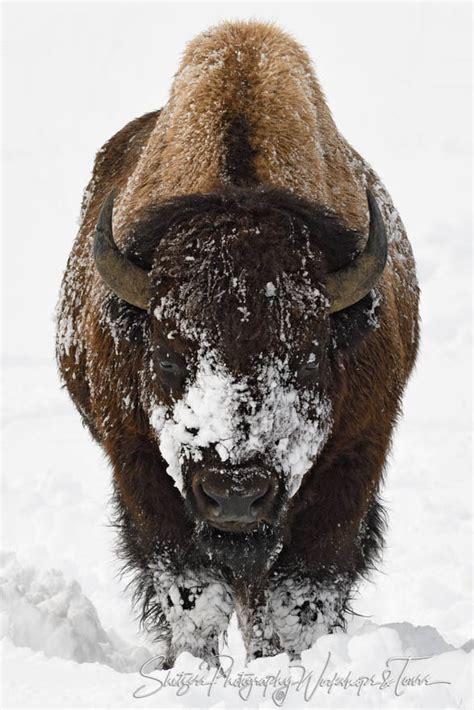 Snow Covered Bison in Yellowstone National Park - Shetzers Photography