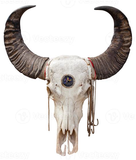 Buffalo skull 1375601 Stock Photo at Vecteezy