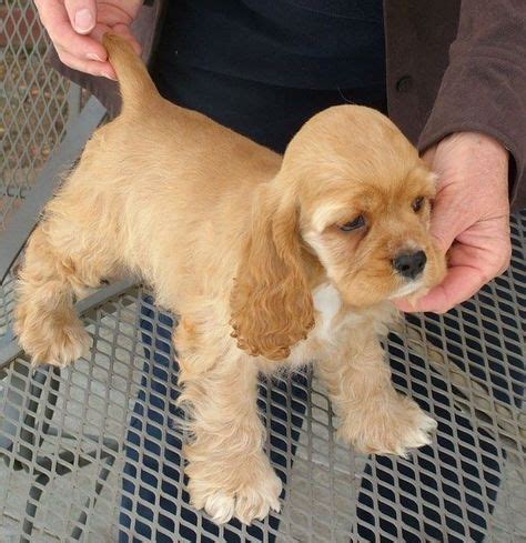 130 Mini Cocker Spaniel / American Cocker Spaniel ideas | american ...