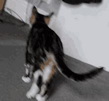 Cat Walking Away Gif