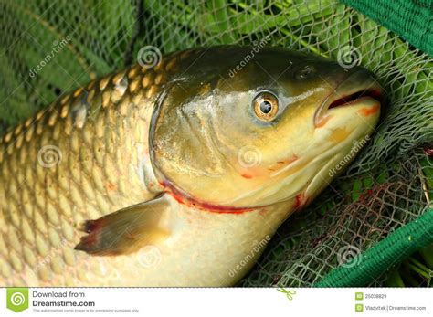 The White Amur - Grass Carp. Stock Image - Image of idus, marine: 25038829