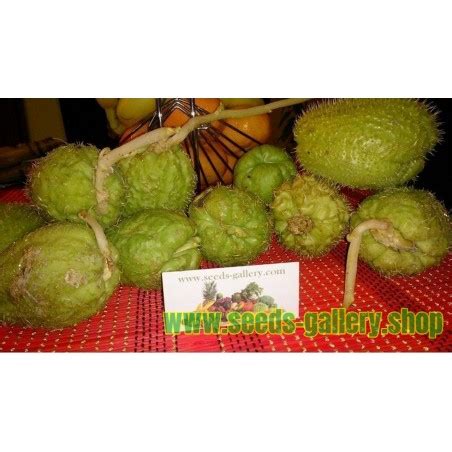 Chayote Seeds (Sechium edule) - €5.00