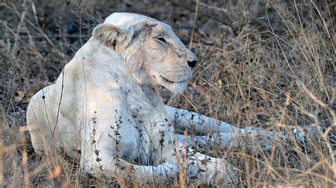 White Lions in the Wild - Extremely rare sighting - YouTube