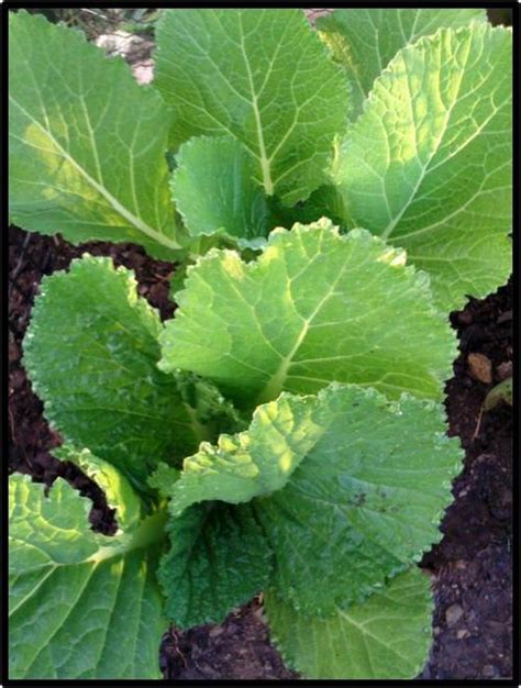 Seeds & Bulbs - MUSTARD SPINACH - FLORIDA BROADLEAF - 75 SEED - SEE DESCRIPTION. was listed for ...