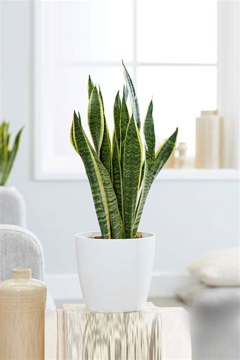 Snake Plant Indoor - Air Purifying - Indoor Plants | Plantshop.me