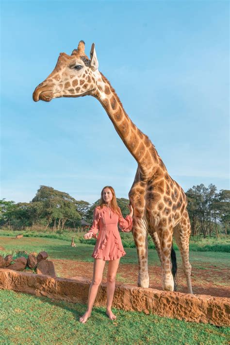 Giraffe Manor in Kenya - Is It Worth the Money? | Anna Everywhere