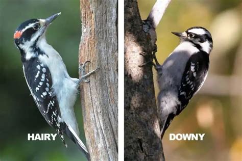 Downy vs Hairy Woodpecker (8 Differences) - Bird Feeder Hub