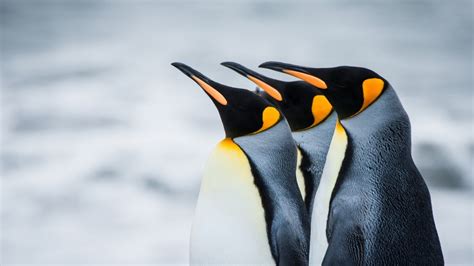 Penguin HD Wallpaper 28147 - Baltana