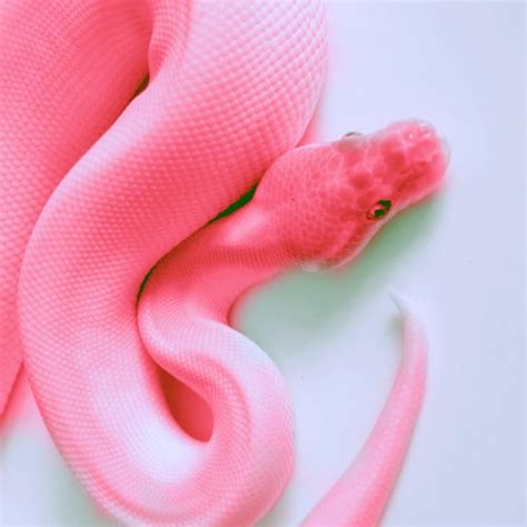 Pink Snake HD phone wallpaper | Pxfuel