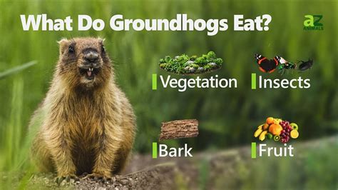 What Do Groundhogs Eat? - IMP WORLD