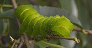 Comet Moth: Identification, Life Cycle, Facts & Pictures